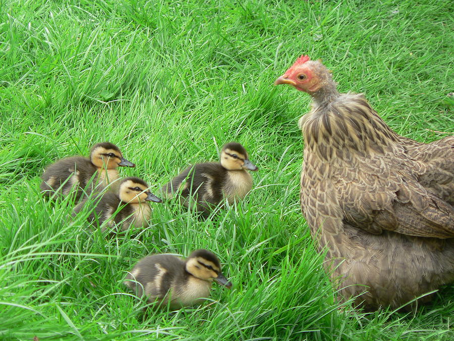 Our Foster Mum Photograph by Lynne Iddon - Fine Art America