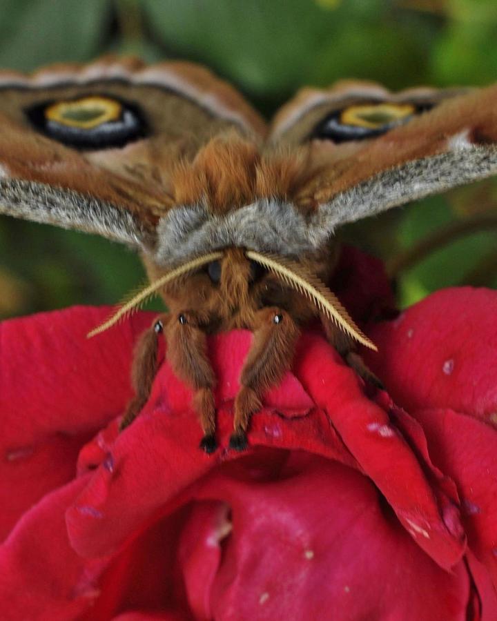Our Friend the Moth Photograph by Charles Lucas