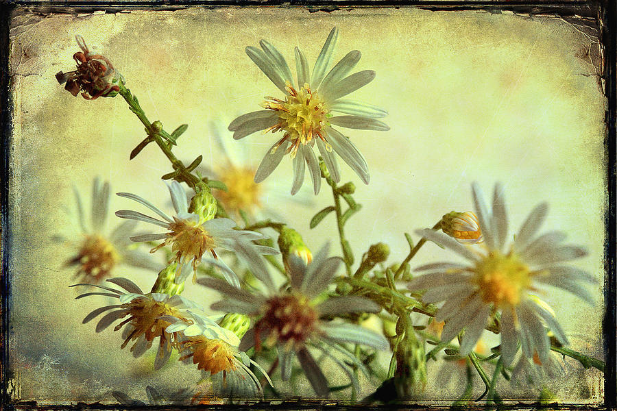 Wildflowers Photograph - Our Friendship Grows With Each New Day by Mike Eingle