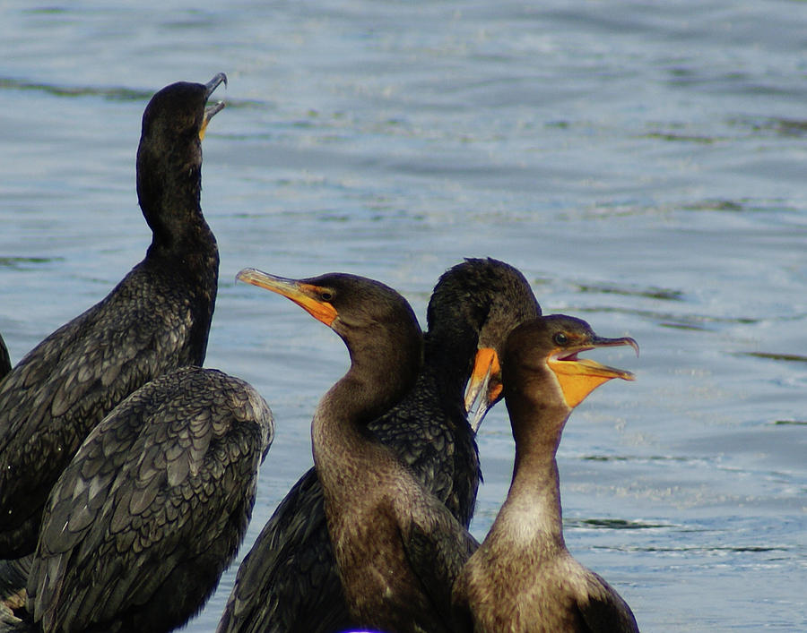 Our Gang - Cormorants Photograph by Margie Avellino