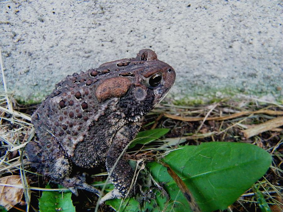Nature Photograph - Our Hoosier Garden Toad   Spring by Rory Cubel