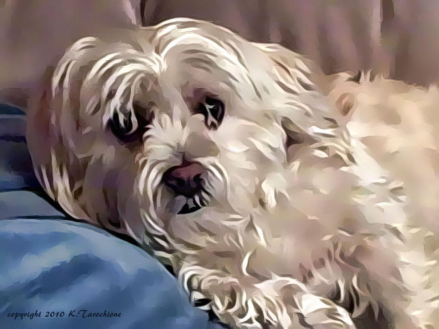 Dog Photograph - Our Little Princess by Kathy Tarochione