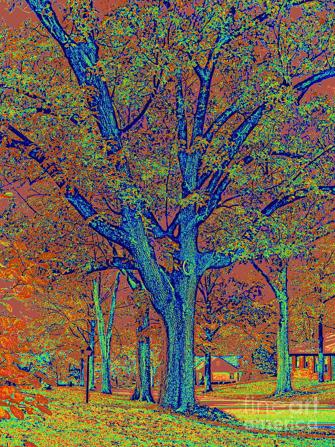 Our Oak in Blue Digital Art by Nancy Kane Chapman