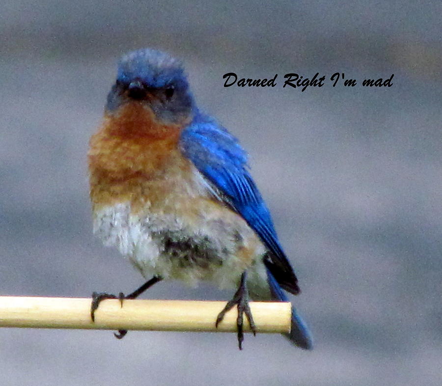 Our Own Mad Blue Bird Photograph by Betty Pieper