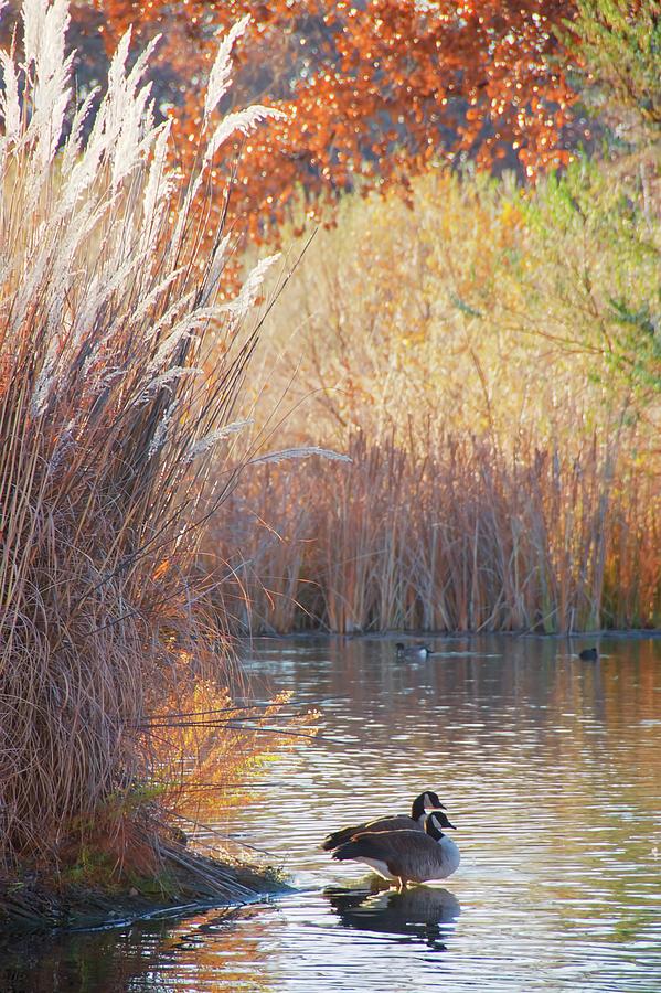 Sanctuary Photograph - Sanctuary, Canadian Geese by Zayne Diamond Photographic Sanctuary Photograph - Sanctuary, Canadian Geese by Zayne Diamond Photographic