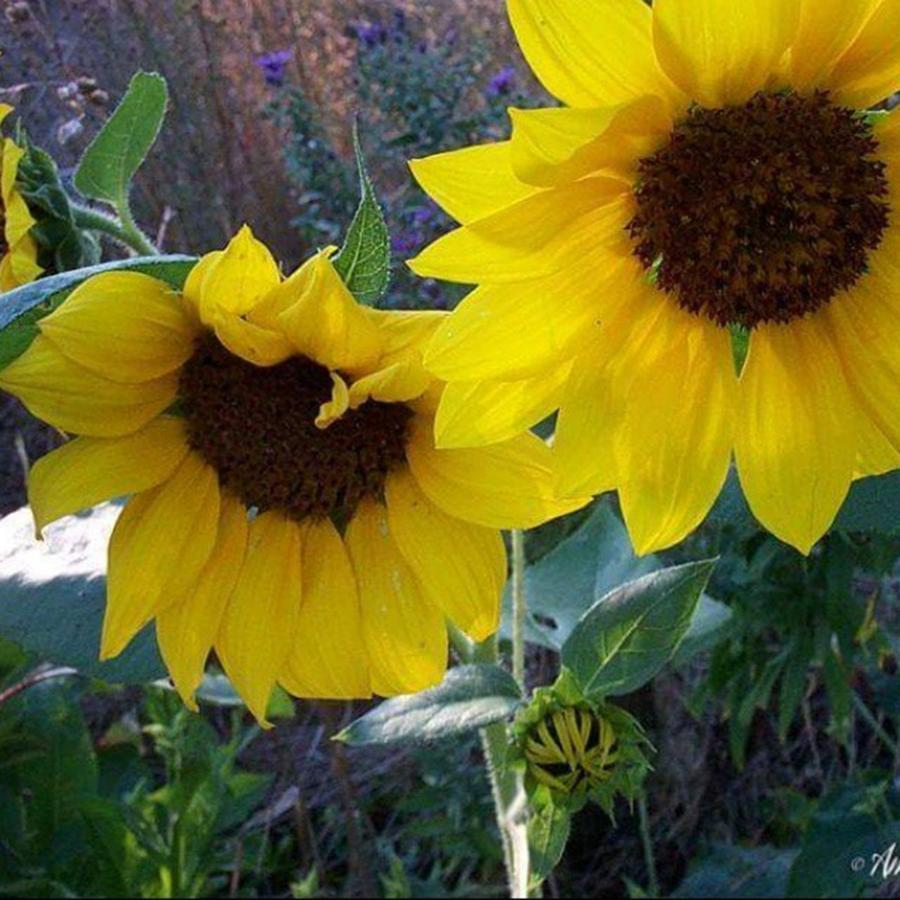 Our Sunflowers.
please Go Follow My Photograph by Stephanie Piaquadio
