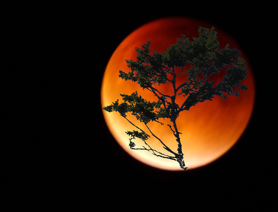 Our Supermoon with Tree Photograph by Lyn  Perry