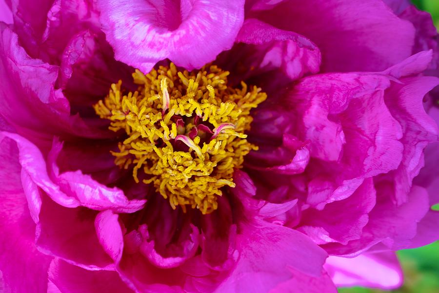 Our Tree Peony Photograph by Polly Castor