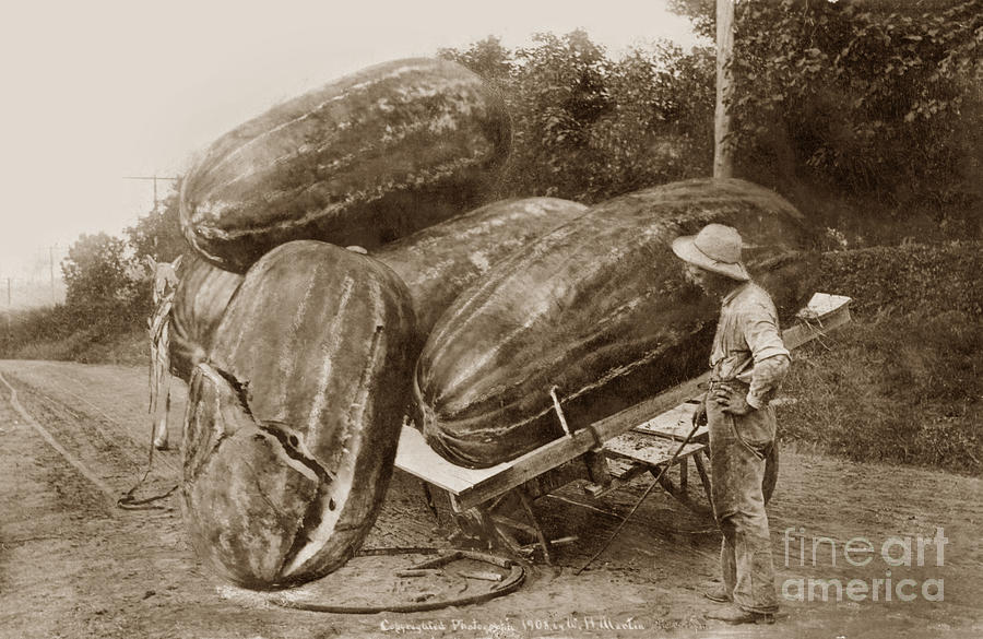  Our watermelons grow big Circa 1910 Photograph by Monterey County Historical Society