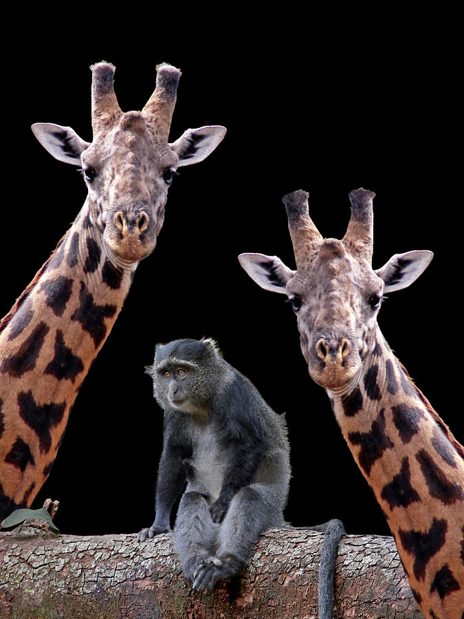 Our Wise Little Friend - Monkey and Giraffes Photograph by Gill Billington