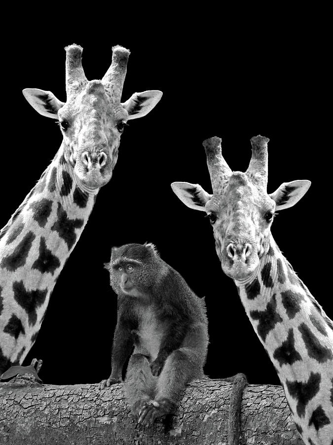Our Wise Little Friend - Monkey and Giraffes in Black and White Photograph by Gill Billington