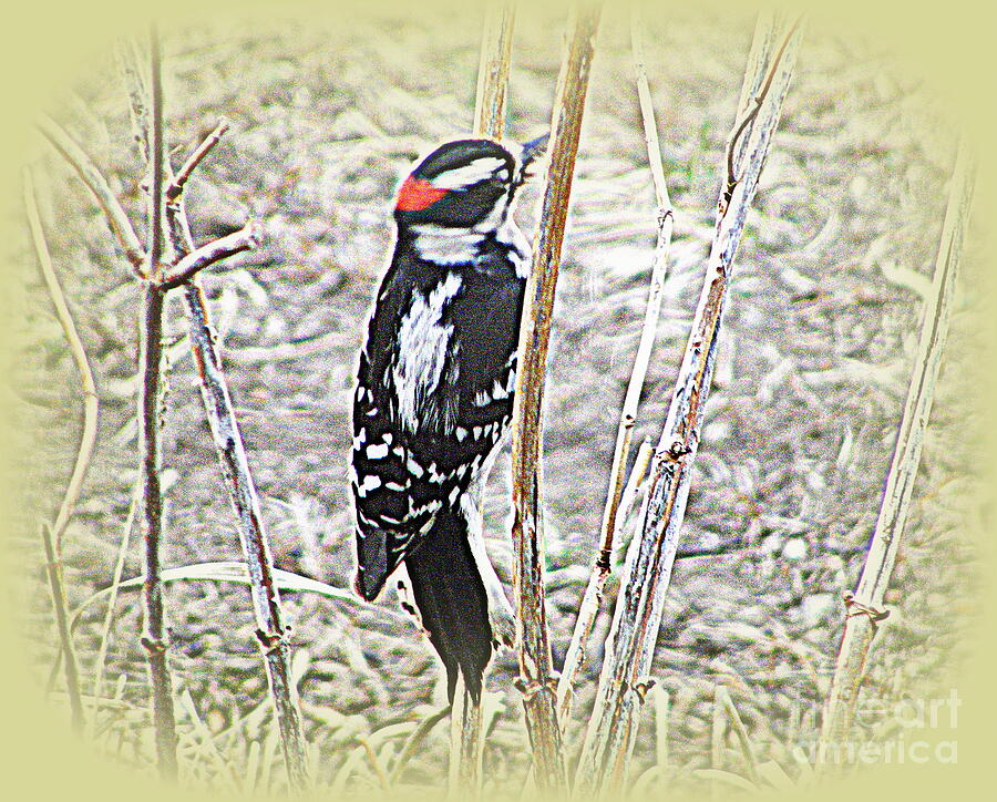 Our Woodpecker Photograph by Nancy Kane Chapman