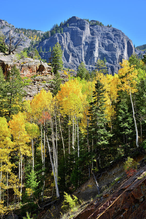 Ouray Aspens Photograph by Ray Mathis