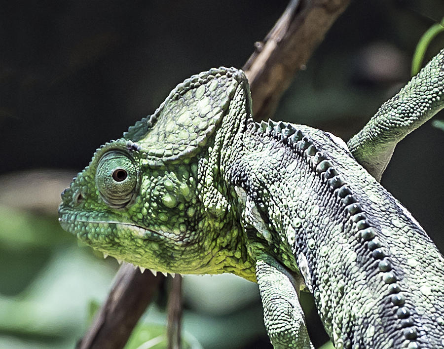 Oustalets Chameleon Headshot Photograph by William Bitman