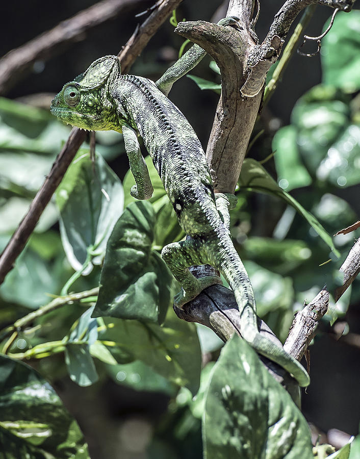 Oustalets Chameleon Profile Photograph by William Bitman