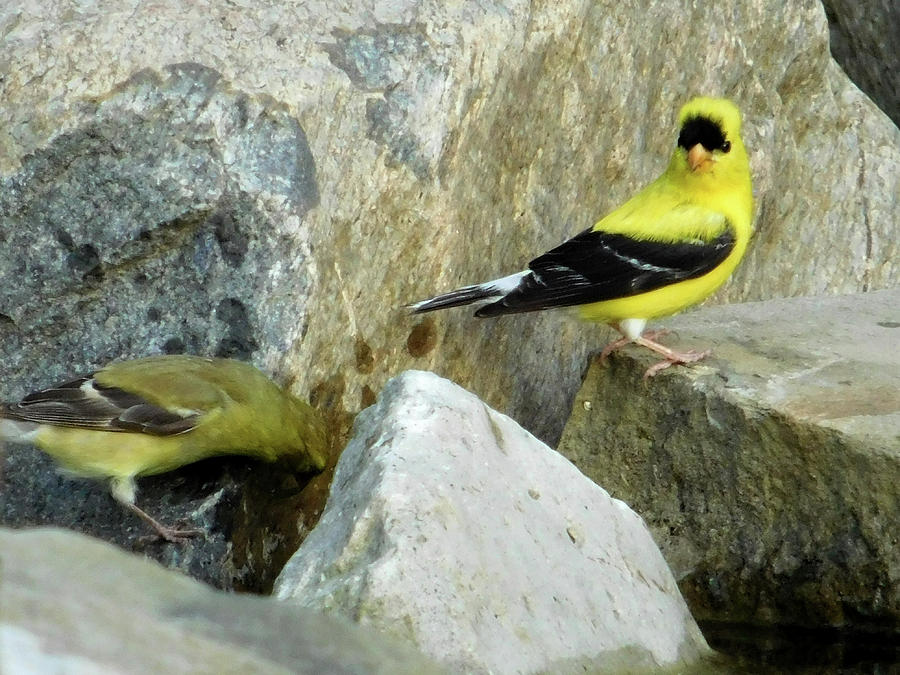 Out for a Drink Goldfinch Pair Photograph by Nancy Spirakus