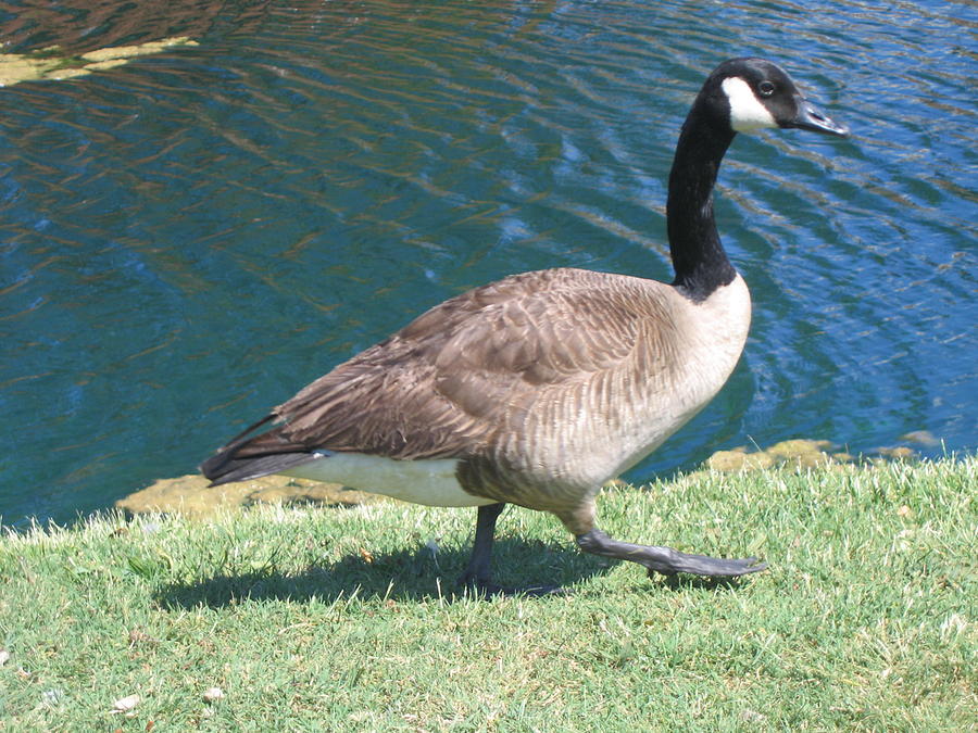 Geese Photograph - Out For A Walk by Marlene Robbins Geese Photograph - Out For A Walk by Marlene Robbins