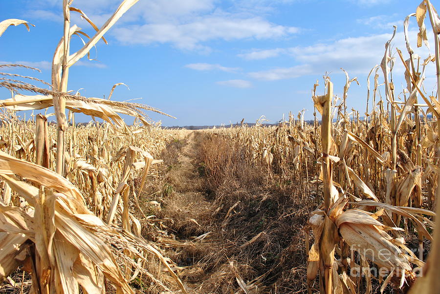 Out In The Field Photograph by Victoria Triola - Fine Art America