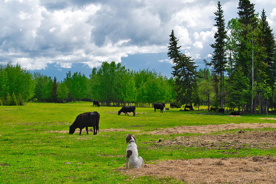 Cow Photograph - Out in the Pasture by Cathy Mahnke