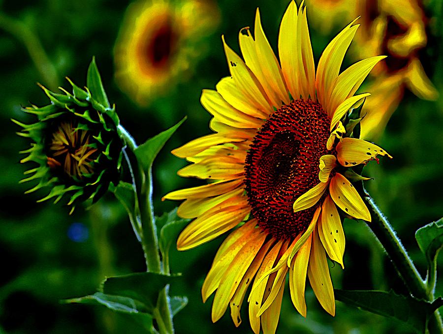 Out in the Sunflower Field Photograph by Karen McKenzie McAdoo
