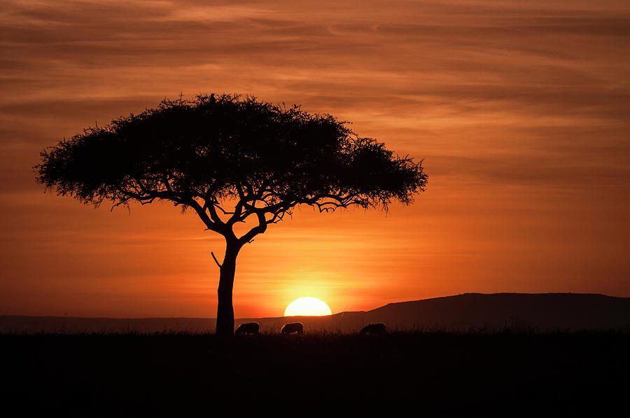 Out Of Africa 2 Photograph By Sheri Frazier Fine Art America