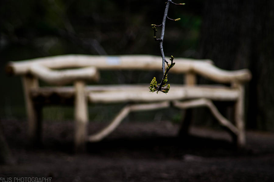 Nature Photograph - Out of Focus Bench by AJS Photography