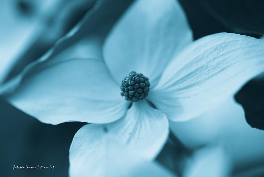 Flower Photograph - Out of The Blue by Jessica Manelis