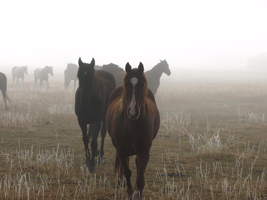 Animal Photograph - Out Of The Mist by DeeLon Merritt