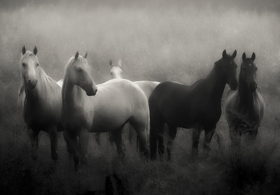 Horse Photograph - Out of the Mist by Ron  McGinnis