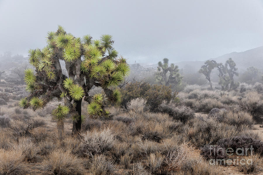 Out of the Mist Photograph by Sandra Bronstein