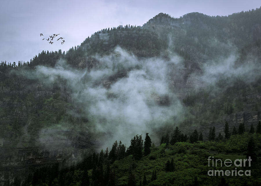 Nature Photograph - Out of the Mountain Mist by Janice Pariza