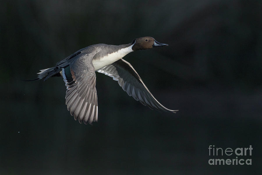 Pintail Out Of The Shadows Photograph