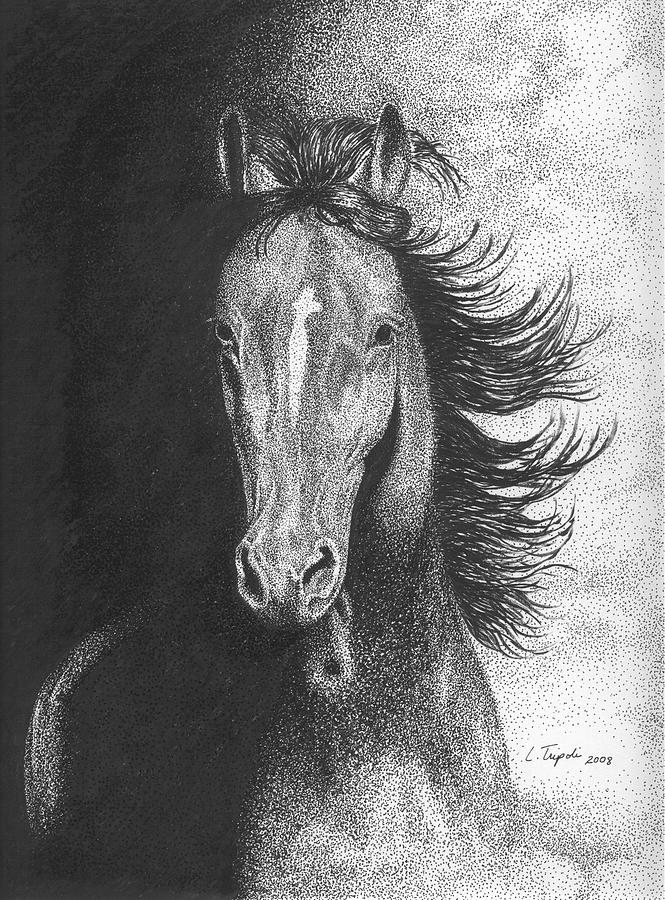 Horse Drawing - Out of the Shadows by Lawrence Tripoli