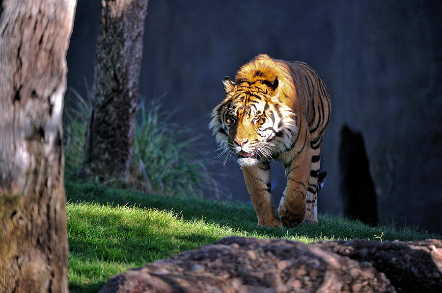 Tiger Photograph - Out of the Shadows by Tom Dowd