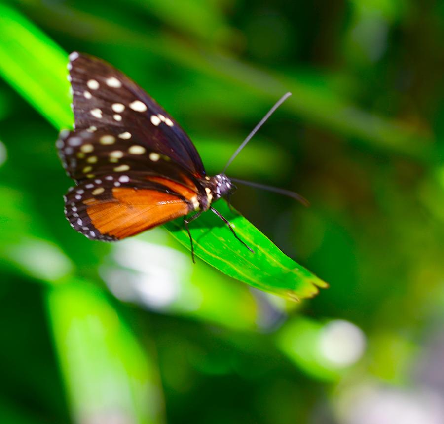 Out On a Leaf by Collette Rogers Out On a Leaf by Collette Rogers