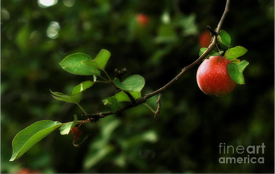 Out on a Limb  A Tempting Photograph of a Tasty Ripe Red Apple On A Tree  Photograph by Angela Rath