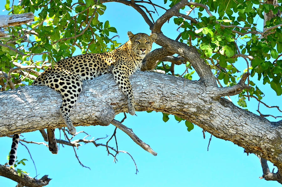 Out on a Limb Photograph by Don Mercer