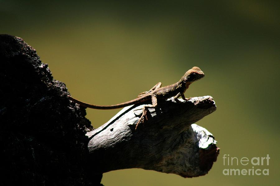 Lizard Photograph - Out on a limb by Gregory E Dean