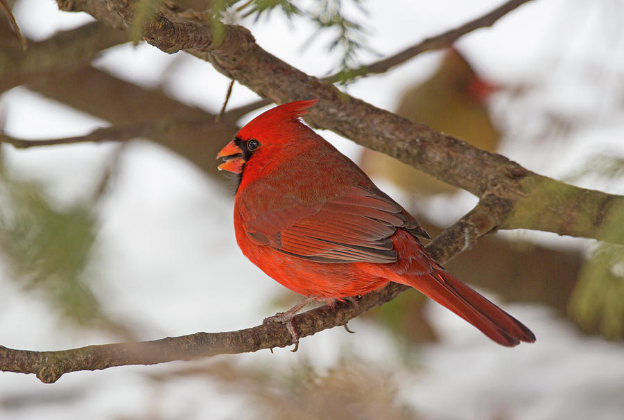 Cardinal Photograph - Out on a Limb - Northern Cardinal - Cardinalis cardinalis by Spencer Bush