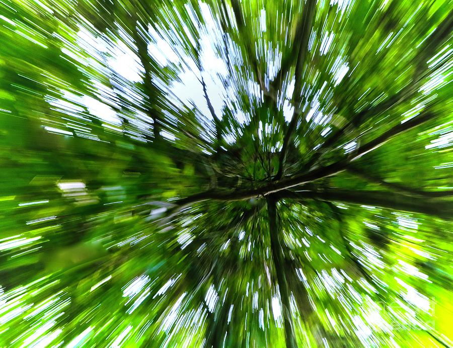 Out On A Limb by Sandra Day Out On A Limb by Sandra Day