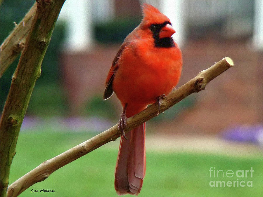 Cardinal Photograph - Out on a Limb by Sue Melvin
