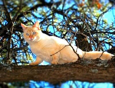 Cat Photograph - Out on a Limb by Toni Blake