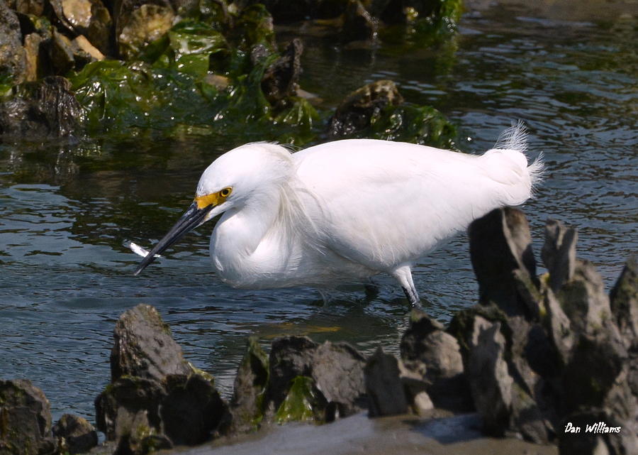 Out to Lunch with a Snowy Egret  Photograph by Dan Williams