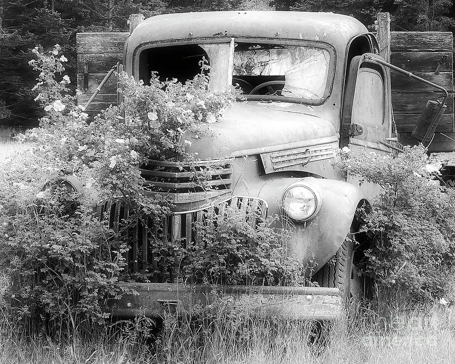 Out to Pasture Black and White Photograph by Stephanie Petter Garrett