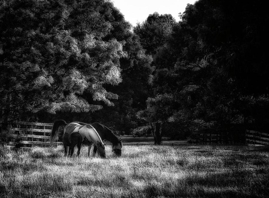 Out To Pasture BW Photograph by Mark Fuller
