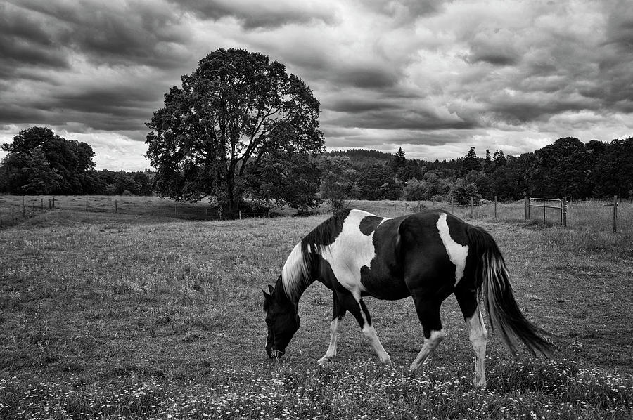 Out to Pasture BW Photograph by Steven Clark