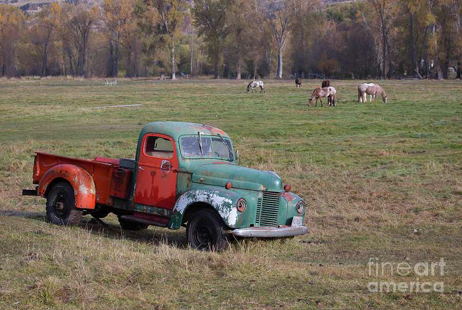 Out to Pasture Photograph by Idaho Scenic Images Linda Lantzy
