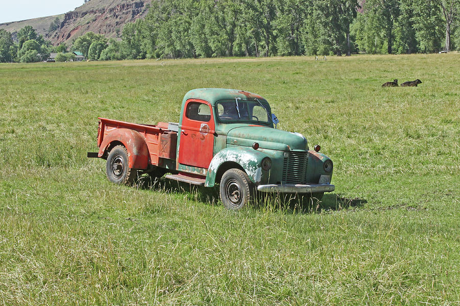 Out To Pasture Photograph