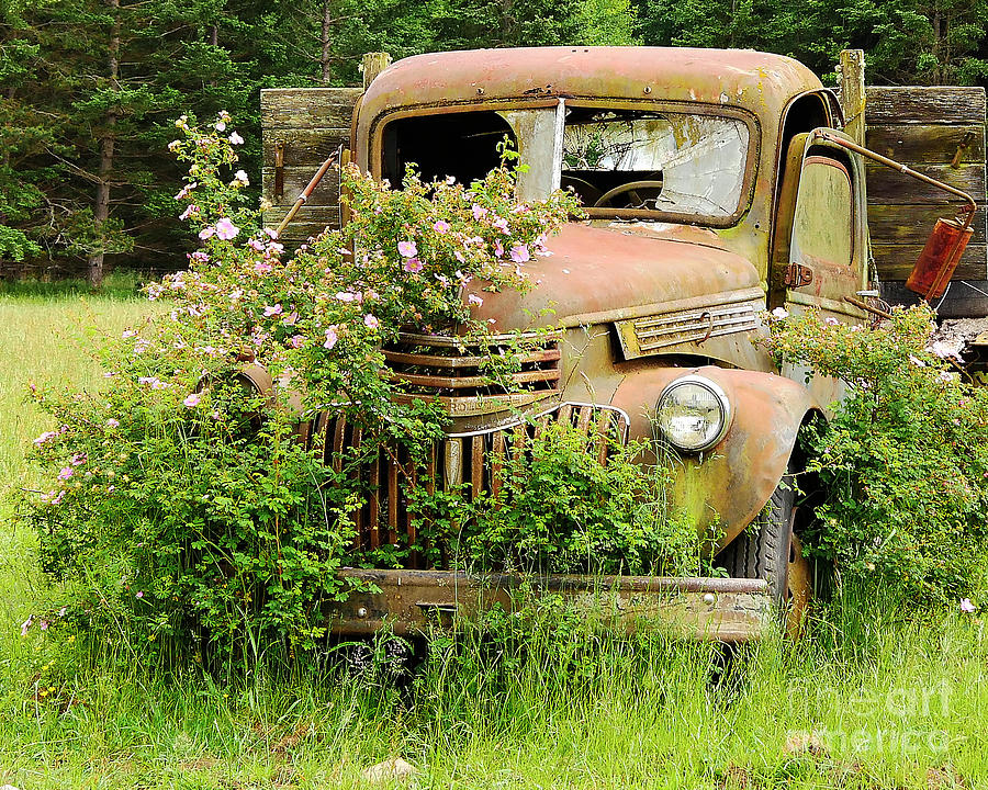 Out to Pasture Photograph by Stephanie Petter Garrett