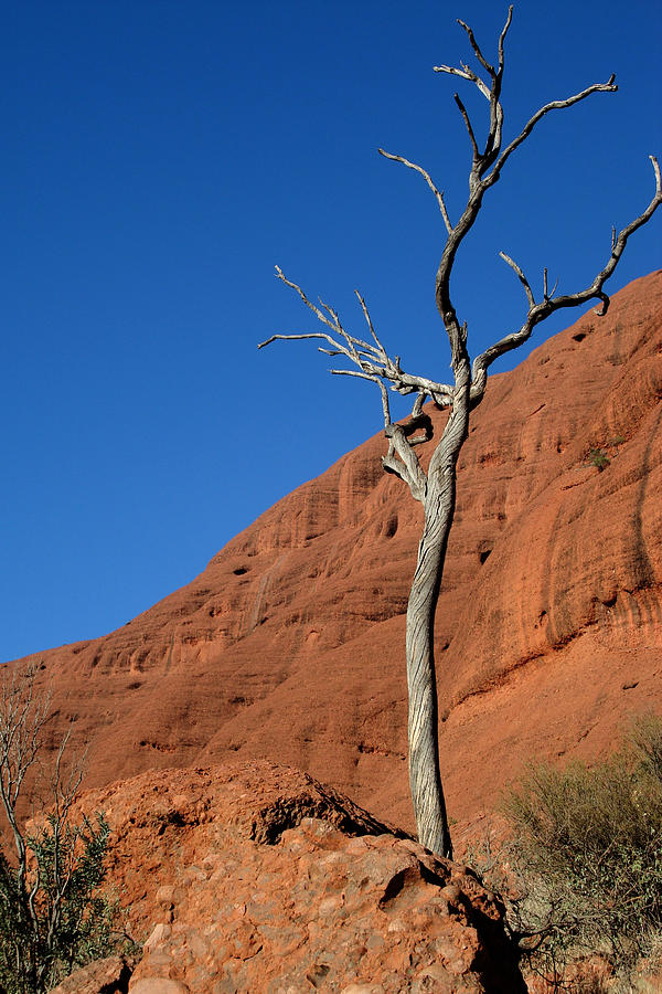 Outback Photograph by Ryan A Lubit Outback Photograph by Ryan A Lubit